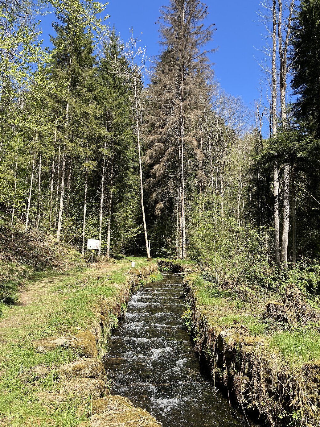 Person steht am Waldrand an einem Bach und steuert mit langem Stock Holzstücke im Wasser; im Hintergrund dichter Nadelwald